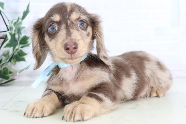 福岡県のミニチュアダックスフンド(ロング) (Coo&RIKU筑後店/2025年12月1日生まれ/男の子/チョコレートダップル)の子犬の3枚目の画像