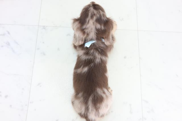 福岡県のミニチュアダックスフンド(ロング) (Coo&RIKU筑後店/2025年12月1日生まれ/男の子/チョコレートダップル)の子犬の4枚目の画像