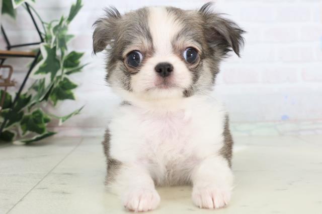 鹿児島県のチワワ(ロング) (Coo&RIKU鹿児島店/2025年12月1日生まれ/女の子/フォーンホワイト)の子犬の1枚目の画像