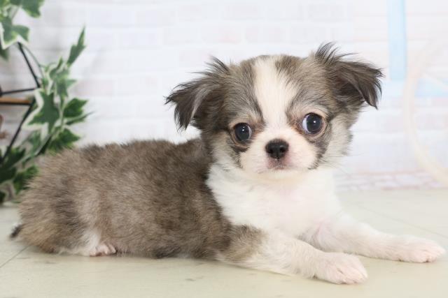 鹿児島県のチワワ(ロング) (Coo&RIKU鹿児島店/2025年12月1日生まれ/女の子/フォーンホワイト)の子犬の2枚目の画像