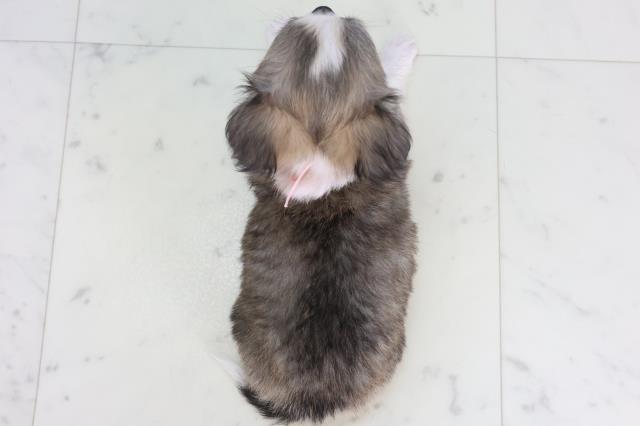 鹿児島県のチワワ(ロング) (Coo&RIKU鹿児島店/2025年12月1日生まれ/女の子/フォーンホワイト)の子犬の4枚目の画像