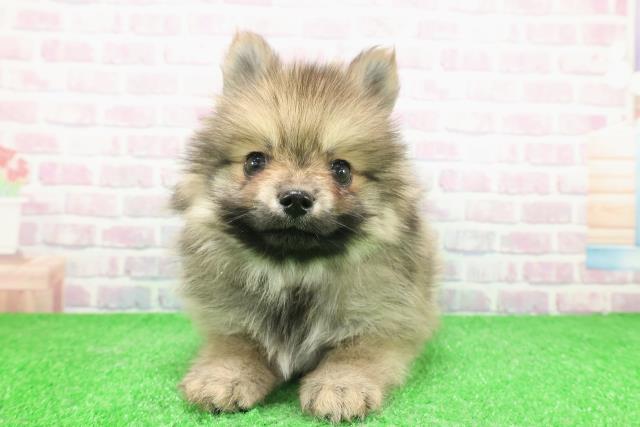 神奈川県のポメラニアン (Coo&RIKUパウ川崎店/2025年11月28日生まれ/男の子/ウルフセーブル)の子犬の1枚目の画像