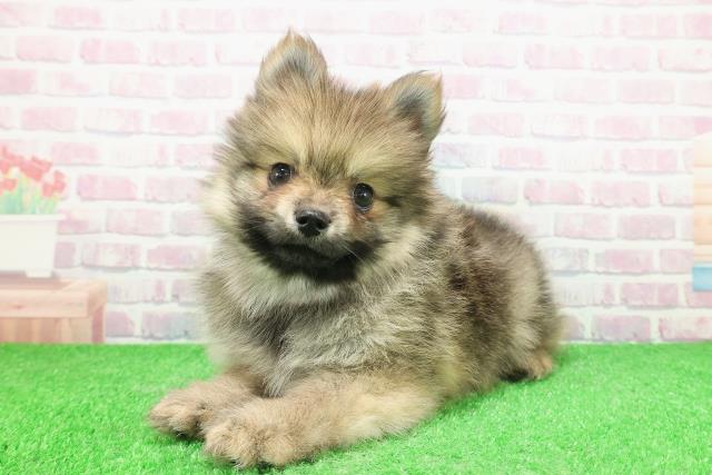 神奈川県のポメラニアン (Coo&RIKUパウ川崎店/2025年11月28日生まれ/男の子/ウルフセーブル)の子犬の2枚目の画像
