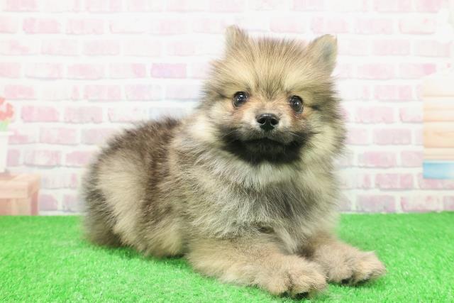 神奈川県のポメラニアン (Coo&RIKUパウ川崎店/2025年11月28日生まれ/男の子/ウルフセーブル)の子犬の3枚目の画像