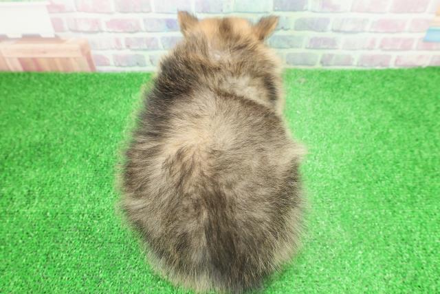 神奈川県のポメラニアン (Coo&RIKUパウ川崎店/2025年11月28日生まれ/男の子/ウルフセーブル)の子犬の4枚目の画像