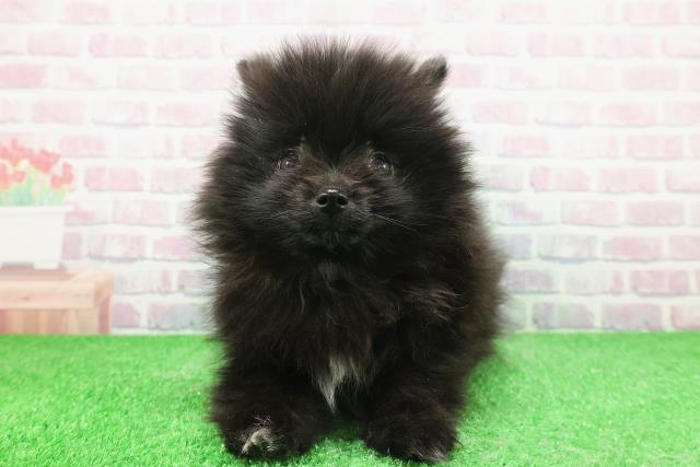 東京都のポメラニアン (Coo&RIKU練馬店/2025年11月28日生まれ/女の子/ブラック)の子犬の1枚目の画像