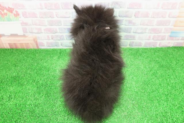 東京都のポメラニアン (Coo&RIKU練馬店/2025年11月28日生まれ/女の子/ブラック)の子犬の4枚目の画像