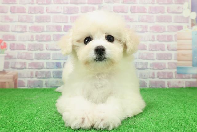 神奈川県のビションフリーゼ (Coo&RIKU横浜青葉店/2025年11月22日生まれ/女の子/ホワイト)の子犬の1枚目の画像