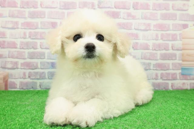 神奈川県のビションフリーゼ (Coo&RIKU横浜青葉店/2025年11月22日生まれ/女の子/ホワイト)の子犬の2枚目の画像