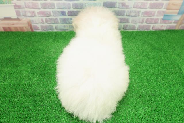 神奈川県のビションフリーゼ (Coo&RIKU横浜青葉店/2025年11月22日生まれ/女の子/ホワイト)の子犬の4枚目の画像