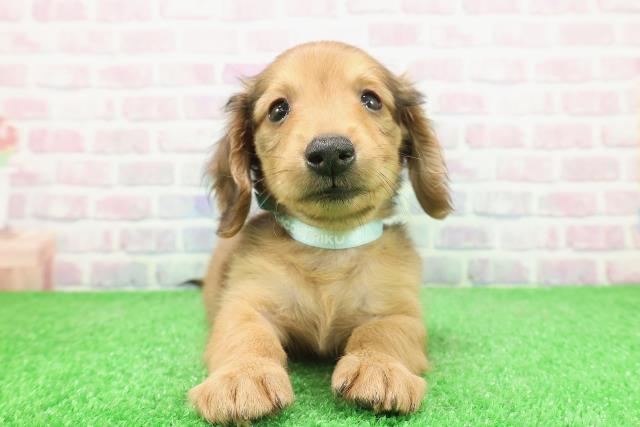 カニンヘンダックスフンド