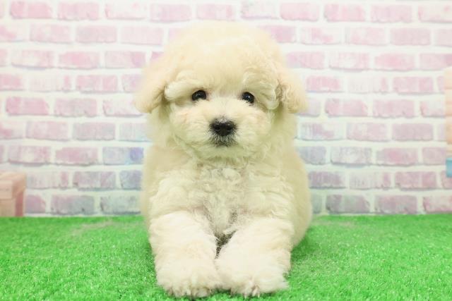 東京都のトイプードル(トイ) (Coo&RIKU広尾店/2025年12月3日生まれ/女の子/クリーム)の子犬の1枚目の画像