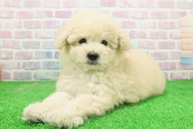 東京都のトイプードル(トイ) (Coo&RIKU広尾店/2025年12月3日生まれ/女の子/クリーム)の子犬の2枚目の画像