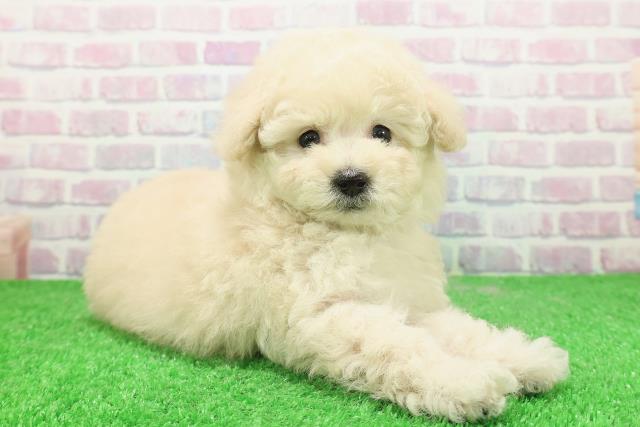 東京都のトイプードル(トイ) (Coo&RIKU広尾店/2025年12月3日生まれ/女の子/クリーム)の子犬の3枚目の画像