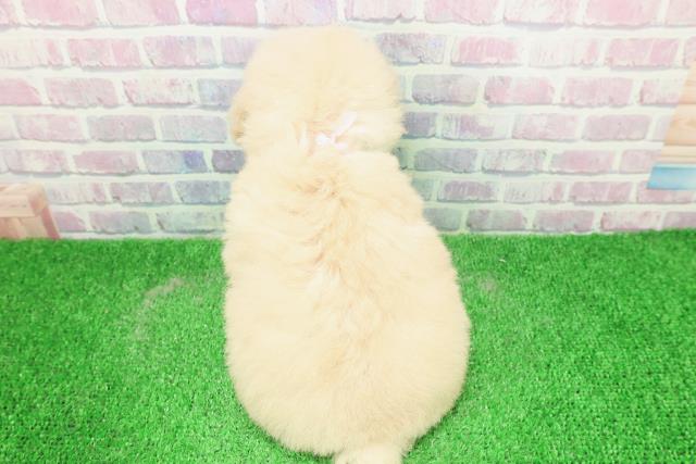 東京都のトイプードル(トイ) (Coo&RIKU広尾店/2025年12月3日生まれ/女の子/クリーム)の子犬の4枚目の画像