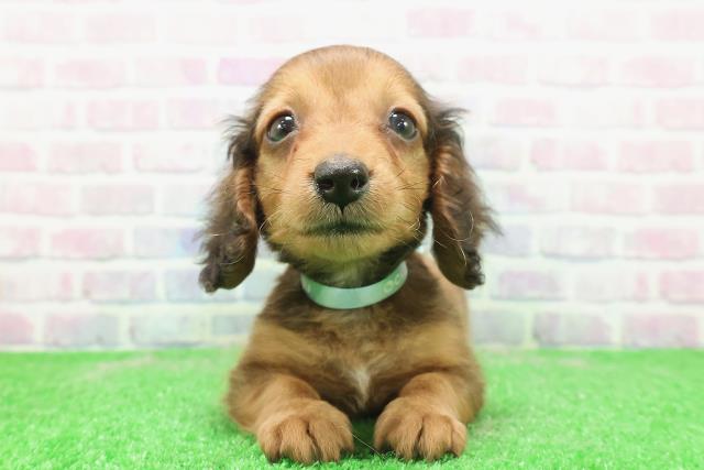 東京都のカニンヘンダックスフンド(ロング) (Coo&RIKU池袋西口店/2025年12月3日生まれ/男の子/レッド)の子犬の1枚目の画像