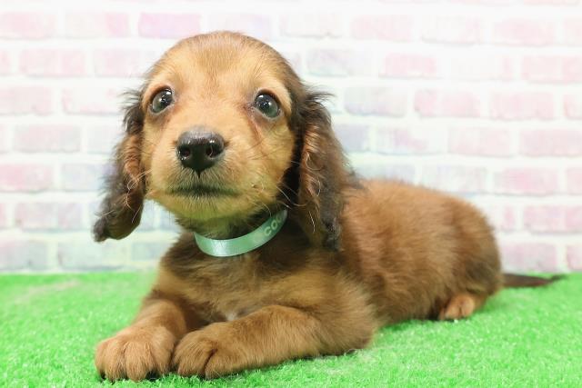 東京都のカニンヘンダックスフンド(ロング) (Coo&RIKU池袋西口店/2025年12月3日生まれ/男の子/レッド)の子犬の2枚目の画像