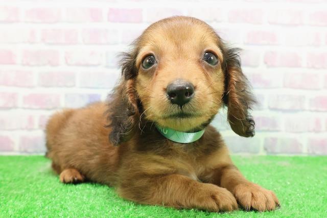 東京都のカニンヘンダックスフンド(ロング) (Coo&RIKU池袋西口店/2025年12月3日生まれ/男の子/レッド)の子犬の3枚目の画像