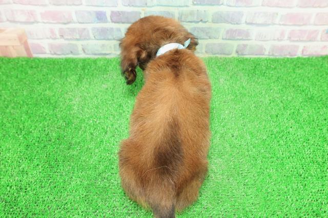 東京都のカニンヘンダックスフンド(ロング) (Coo&RIKU池袋西口店/2025年12月3日生まれ/男の子/レッド)の子犬の4枚目の画像