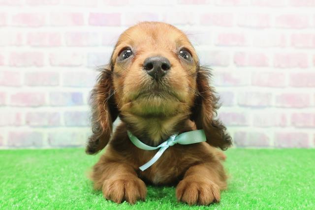 東京都のカニンヘンダックスフンド(ロング) (Coo&RIKU新小岩店/2025年12月3日生まれ/男の子/レッド)の子犬の1枚目の画像