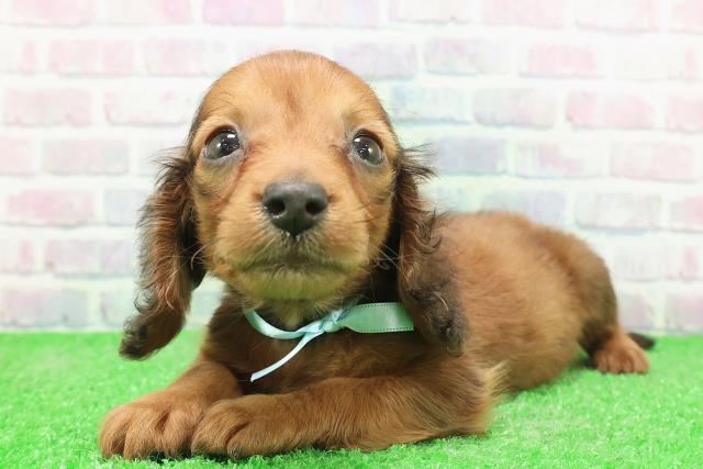 東京都のカニンヘンダックスフンド(ロング) (Coo&RIKU新小岩店/2025年12月3日生まれ/男の子/レッド)の子犬の2枚目の画像