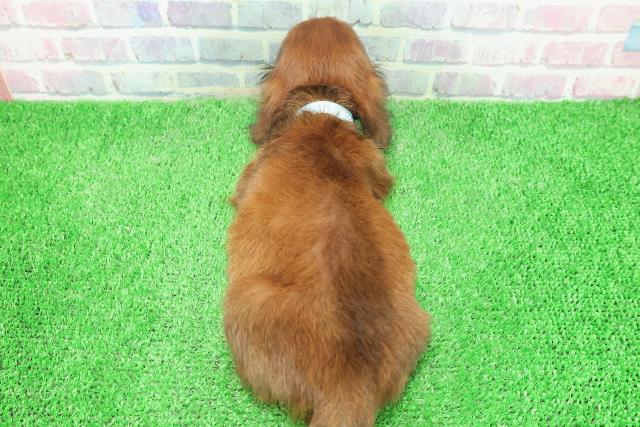 東京都のカニンヘンダックスフンド(ロング) (Coo&RIKU新小岩店/2025年12月3日生まれ/男の子/レッド)の子犬の4枚目の画像