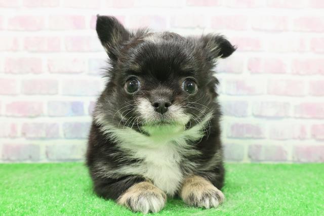 東京都のチワワ(ロング) (Coo&RIKU東久留米店/2025年12月3日生まれ/男の子/ブラックタンホワイト)の子犬