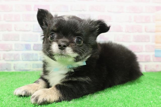 東京都のチワワ(ロング) (Coo&RIKU東久留米店/2025年12月3日生まれ/男の子/ブラックタンホワイト)の子犬の2枚目の画像