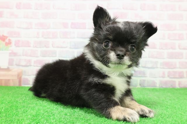 東京都のチワワ(ロング) (Coo&RIKU東久留米店/2025年12月3日生まれ/男の子/ブラックタンホワイト)の子犬の3枚目の画像