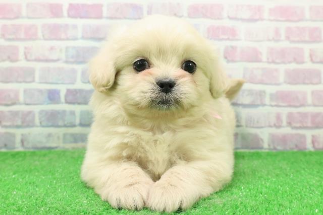東京都のペキプー(ペキニーズ×プードル) (Coo&RIKU下北沢店/2025年12月3日生まれ/女の子/クリーム)の子犬の1枚目の画像