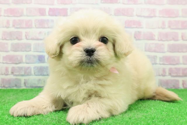 東京都のペキプー(ペキニーズ×プードル) (Coo&RIKU下北沢店/2025年12月3日生まれ/女の子/クリーム)の子犬の2枚目の画像