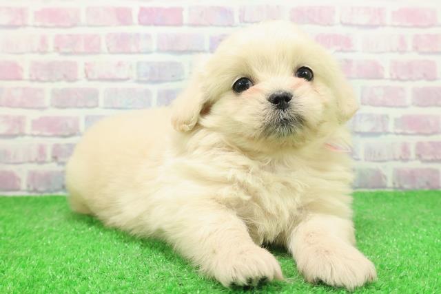 東京都のペキプー(ペキニーズ×プードル) (Coo&RIKU下北沢店/2025年12月3日生まれ/女の子/クリーム)の子犬の3枚目の画像