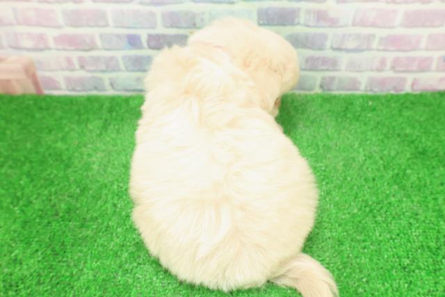 東京都のペキプー(ペキニーズ×プードル) (Coo&RIKU下北沢店/2025年12月3日生まれ/女の子/クリーム)の子犬の4枚目の画像