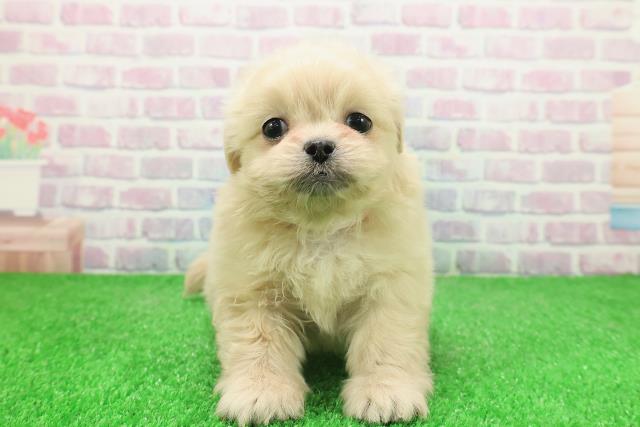 東京都のペキプー(ペキニーズ×プードル) (Coo&RIKU広尾店/2025年12月3日生まれ/女の子/クリーム)の子犬の1枚目の画像