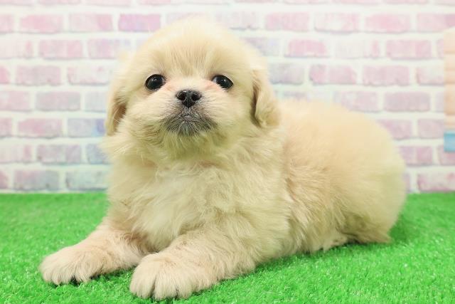 東京都のペキプー(ペキニーズ×プードル) (Coo&RIKU広尾店/2025年12月3日生まれ/女の子/クリーム)の子犬の2枚目の画像