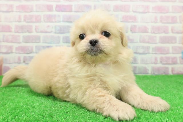 東京都のペキプー(ペキニーズ×プードル) (Coo&RIKU広尾店/2025年12月3日生まれ/女の子/クリーム)の子犬の3枚目の画像