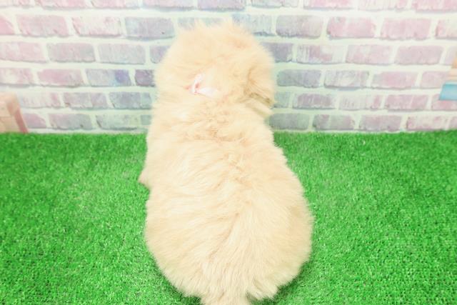 東京都のペキプー(ペキニーズ×プードル) (Coo&RIKU広尾店/2025年12月3日生まれ/女の子/クリーム)の子犬の4枚目の画像