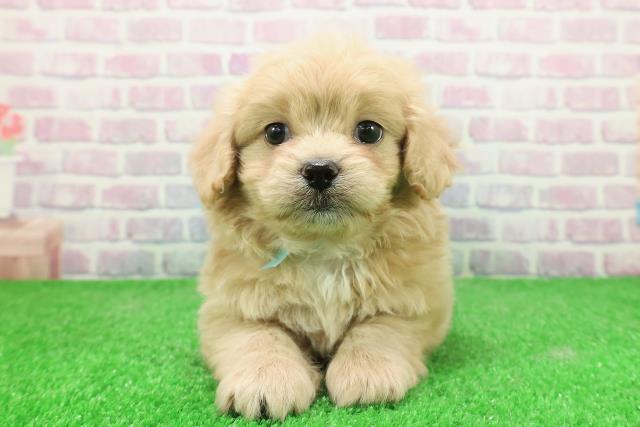 茨城県のペキプー(ペキニーズ×プードル) (Coo&RIKU水戸店/2025年12月3日生まれ/男の子/アプリコット)の子犬の1枚目の画像