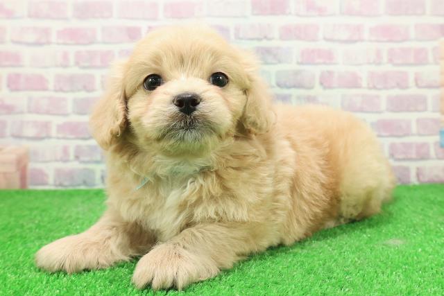 茨城県のペキプー(ペキニーズ×プードル) (Coo&RIKU水戸店/2025年12月3日生まれ/男の子/アプリコット)の子犬の2枚目の画像