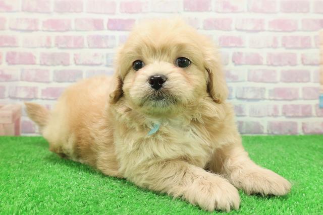 茨城県のペキプー(ペキニーズ×プードル) (Coo&RIKU水戸店/2025年12月3日生まれ/男の子/アプリコット)の子犬の3枚目の画像