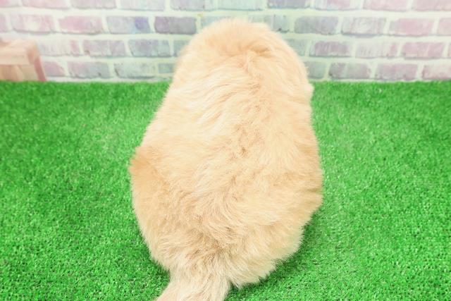 茨城県のペキプー(ペキニーズ×プードル) (Coo&RIKU水戸店/2025年12月3日生まれ/男の子/アプリコット)の子犬の4枚目の画像