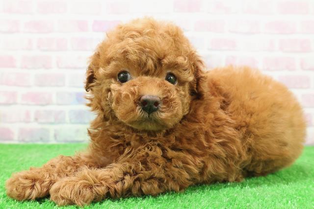 東京都のトイプードル(トイ) (Coo&RIKU高円寺店/2025年12月2日生まれ/女の子/レッド)の子犬の2枚目の画像