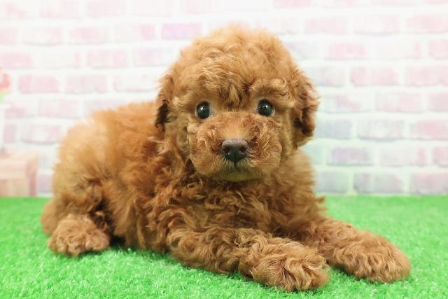 東京都のトイプードル(トイ) (Coo&RIKU高円寺店/2025年12月2日生まれ/女の子/レッド)の子犬の3枚目の画像