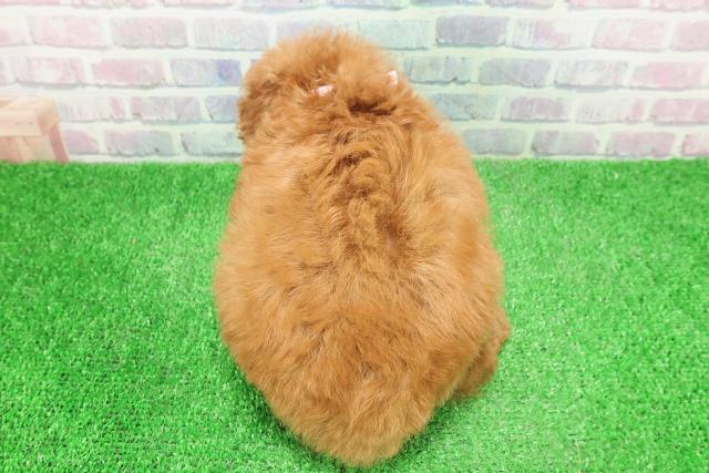 東京都のトイプードル(トイ) (Coo&RIKU高円寺店/2025年12月2日生まれ/女の子/レッド)の子犬の4枚目の画像