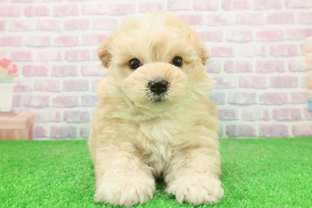 栃木県のマルプー(マルチーズ×プードル) (Coo&RIKUイオンタウン佐野店/2025年12月3日生まれ/男の子/アプリコット)の子犬の1枚目の画像