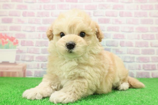 栃木県のマルプー(マルチーズ×プードル) (Coo&RIKUイオンタウン佐野店/2025年12月3日生まれ/男の子/アプリコット)の子犬の2枚目の画像