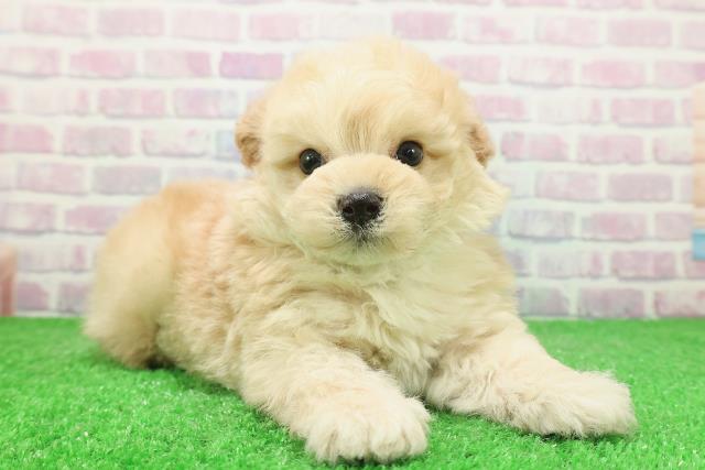 栃木県のマルプー(マルチーズ×プードル) (Coo&RIKUイオンタウン佐野店/2025年12月3日生まれ/男の子/アプリコット)の子犬の3枚目の画像