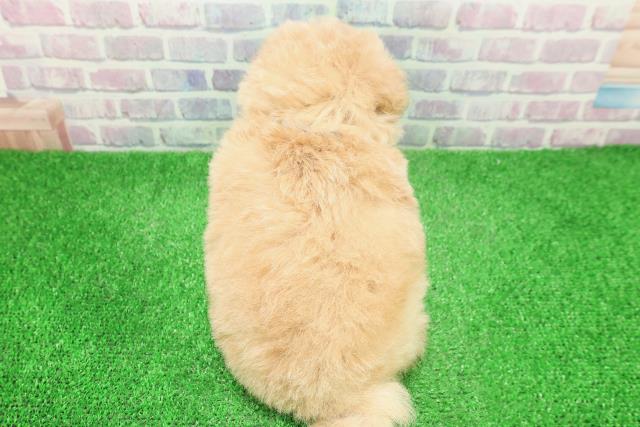 栃木県のマルプー(マルチーズ×プードル) (Coo&RIKUイオンタウン佐野店/2025年12月3日生まれ/男の子/アプリコット)の子犬の4枚目の画像