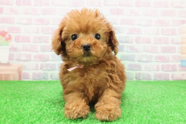 東京都のトイプードル(トイ) (Coo&RIKU浅草店/2025年11月23日生まれ/女の子/レッド)の子犬の1枚目の画像