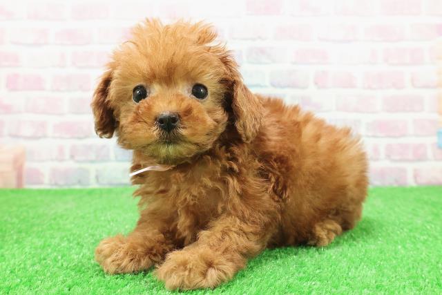 東京都のトイプードル(トイ) (Coo&RIKU浅草店/2025年11月23日生まれ/女の子/レッド)の子犬の2枚目の画像